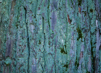 Obraz premium Tree Bark Texture natural background