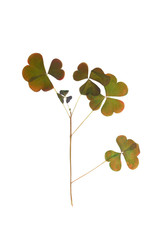 Pressed and dried leaf oxalis isolated.
