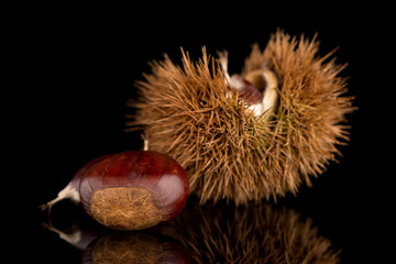 Chestnuts on a black reflective background