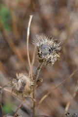 Dry vegetation
