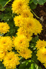 The yellow Chrysanthemum