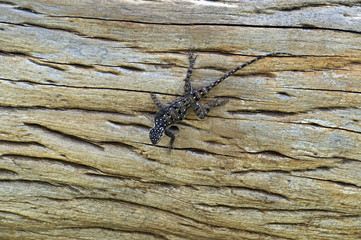 Lizard in the savannah