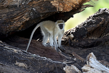 Vervet Monkey in the savannah
