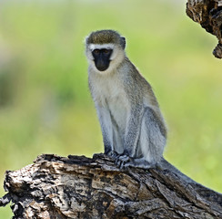 Vervet Monkey in the savannah