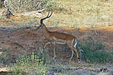 Impala gazelle in the savannah
