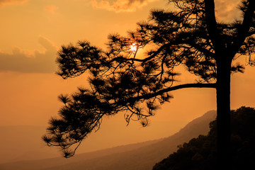 Sunset and the silhouette of the tree.