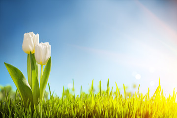 Spring tulips in the field