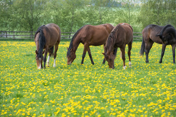 grasende Pferde auf L&ouml;wenzahnwiese