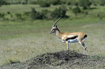 Grant's gazelle