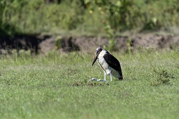 Marabou Stork