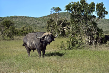 Obraz premium Buffaloes in the Masai Mara