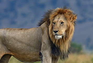 Portrait of African lion