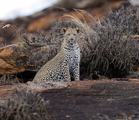 Leopard Tsavo