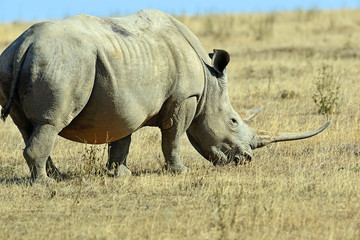 Obraz premium African elephants in the savannah