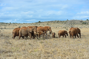 Fototapeta na wymiar African elephants in the savannah