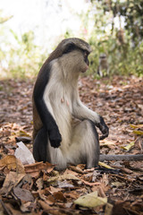 Mona monkey in Tafi Atome in the Volta Region in Ghana.