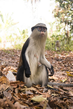 Mona monkey in Tafi Atome in the Volta Region in Ghana.