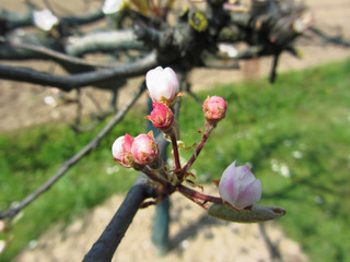 Apple flower closed buds in spring . Tuscany, Italy