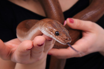rainbow boa snake and human hands