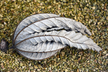 One withered leaf.
