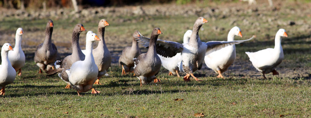 Natural background with domestic poultry at farmyard
