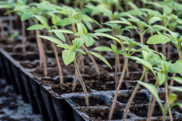 Young tomato is in the cassette