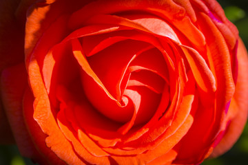 Rosenblüte
