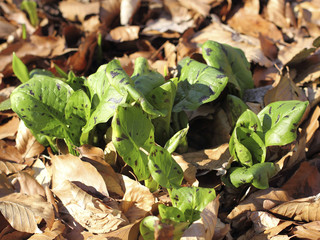 Junge Blätter des Aronstabs, Arum maculatum