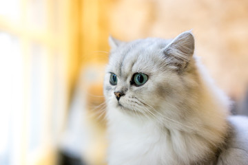 Persian cat sitting in the room