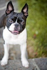 Boston Terrier