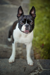 Boston Terrier