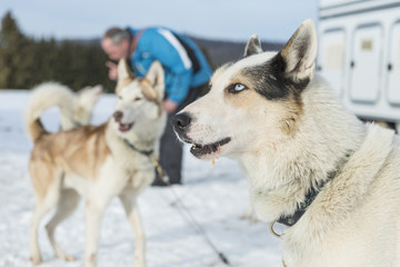 Husky portrait
