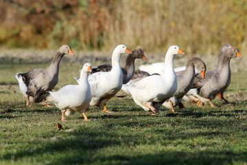 Group of white domestic geese on the poultry farm