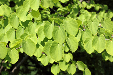 Fototapeta na wymiar Blätter des Japanischen Kuchenbaums, Cercidiphyllum japonicum