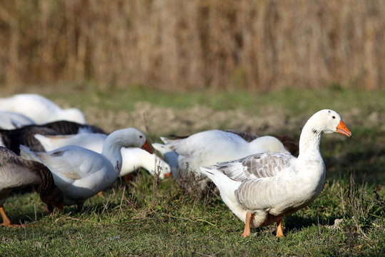 Group of white and grey domestic geese