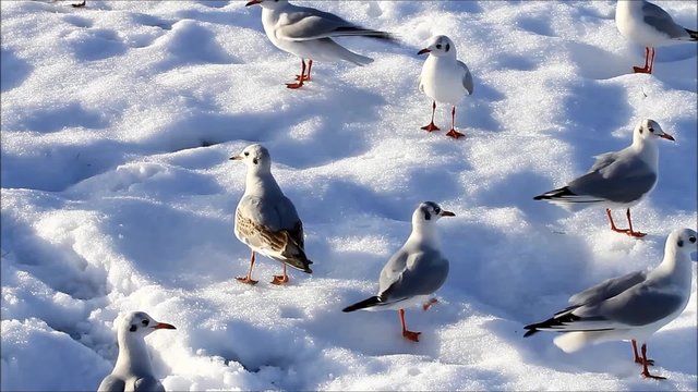 seagulls standing in snow 
