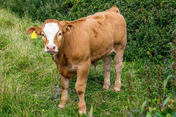 Cow