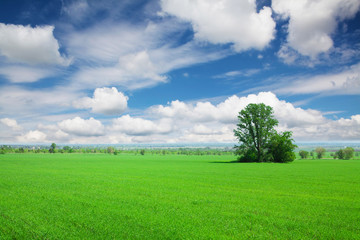 Obraz premium Green grass field and blue sky with clouds