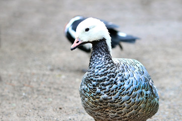 Emperor Goose Anser canagicus Geese