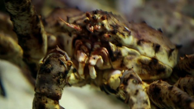 Japanese spider crab crawls close to 
