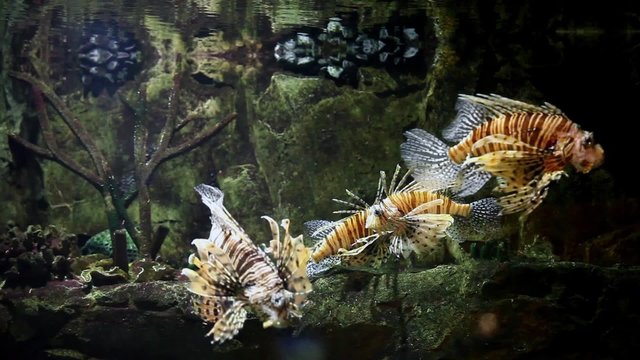 lionfish zebrafish underwater close to