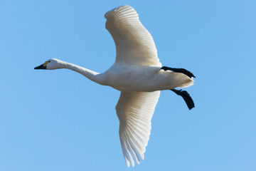 飛ぶ白鳥