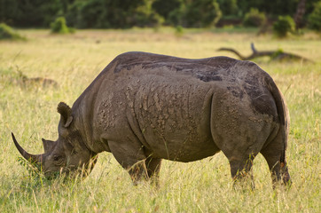 Black Rhino  in Masai Mara, Kenya