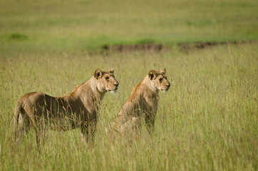 Lions  in Masai Mara, Kenya