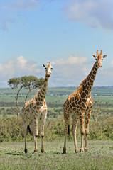 Giraffe standing in grass, Aberdare, Kenya