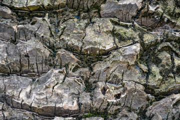 Unusual wooden texture, pattern - close up of palm tree trunk