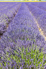 Plakat lavender field, Plateau de Valensole, Provence, France