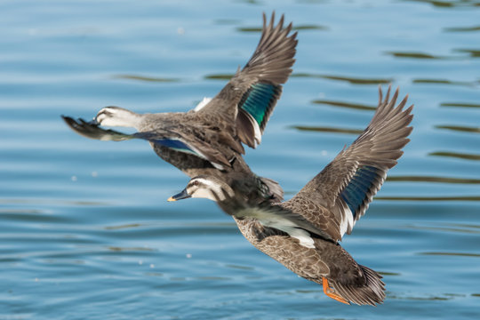 カルガモ Images Browse 3 5 Stock Photos Vectors And Video Adobe Stock