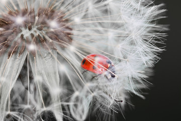 coccinelle insecte rouge petite bête pétale macro © shocky
