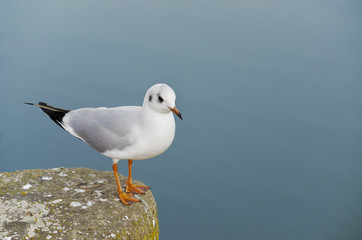seagull on a ledge